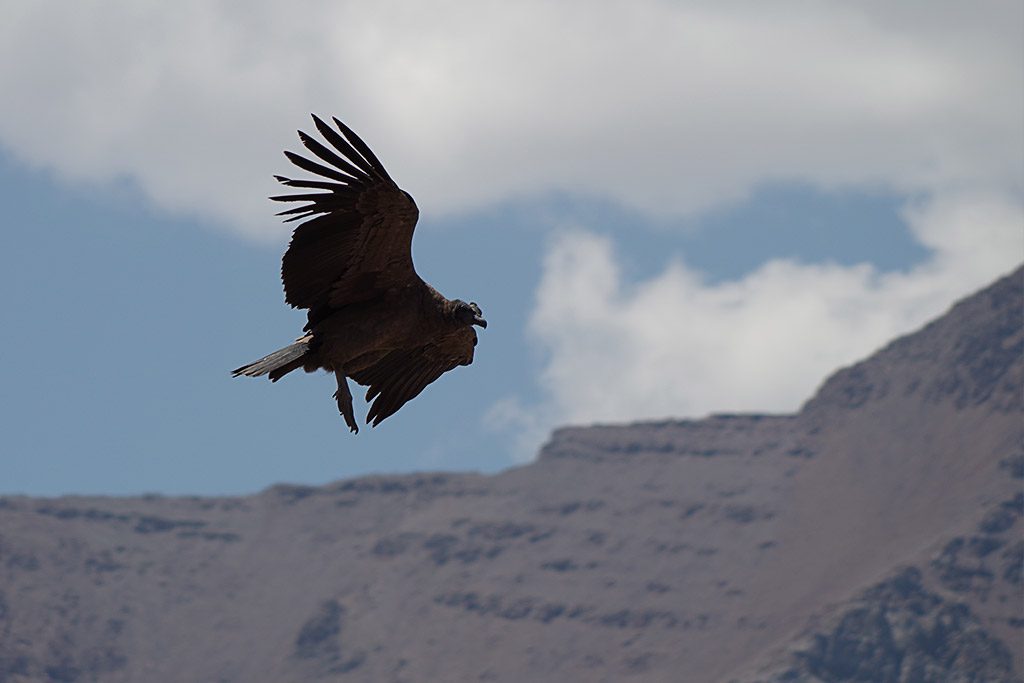 immature_condor.jpg